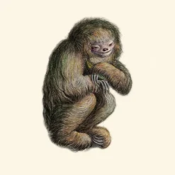 Blushing Sloth Behang Gold