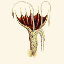Umbrella Squid Behang Gold